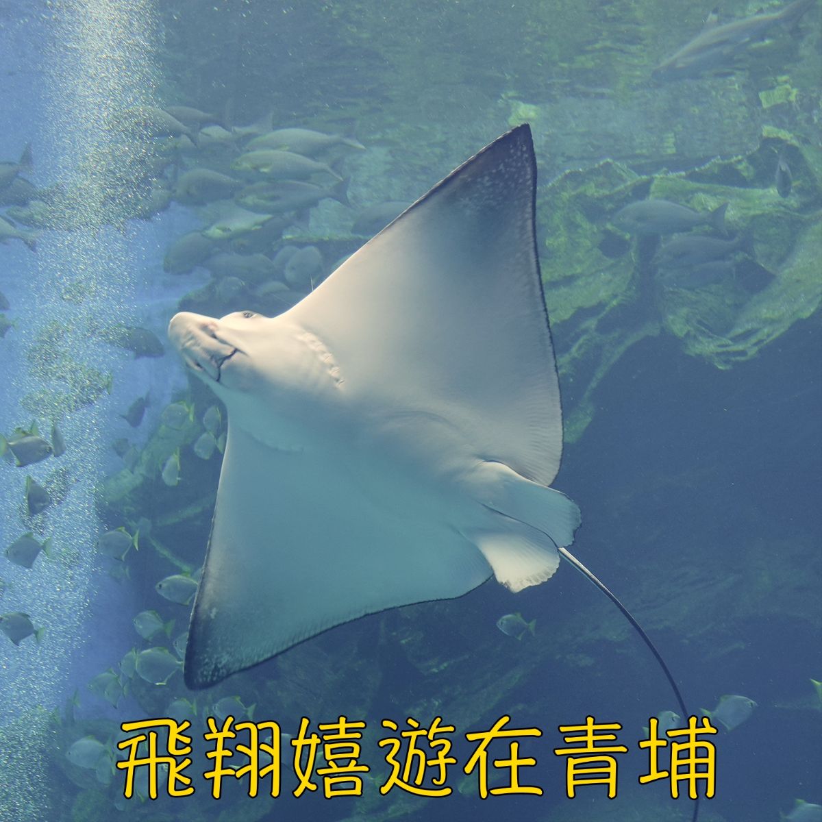 桃園青埔夢幻親子好嬉遊