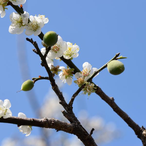 ⽟⼭溫泉軸：⾼⼭部落、茶⾹梅⾹淨零⼆⽇遊